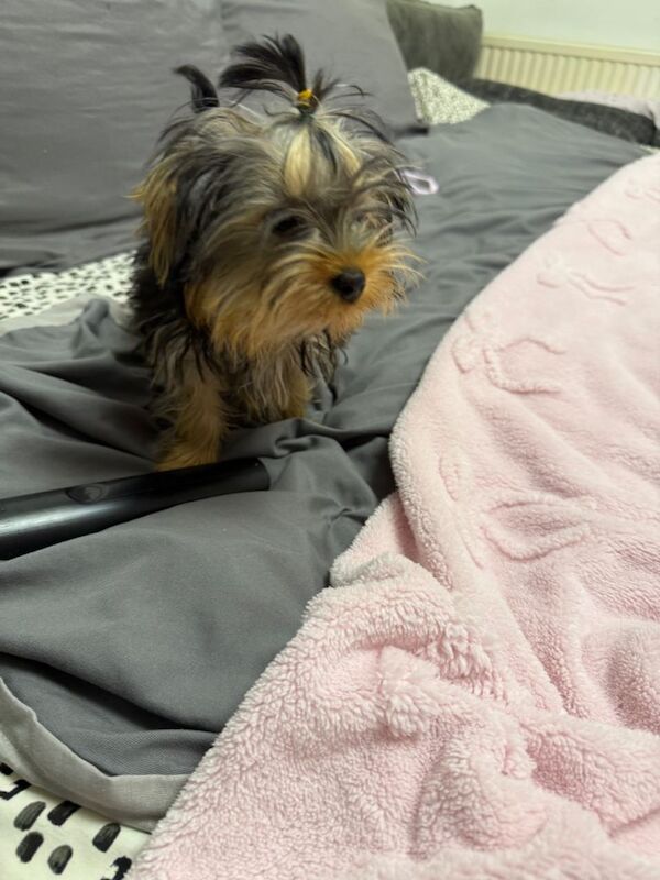 Yorkie Puppies For Sale