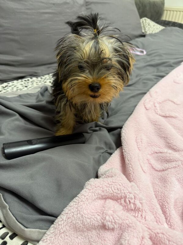 Yorkshire Terrier mini - Image 2 of 3