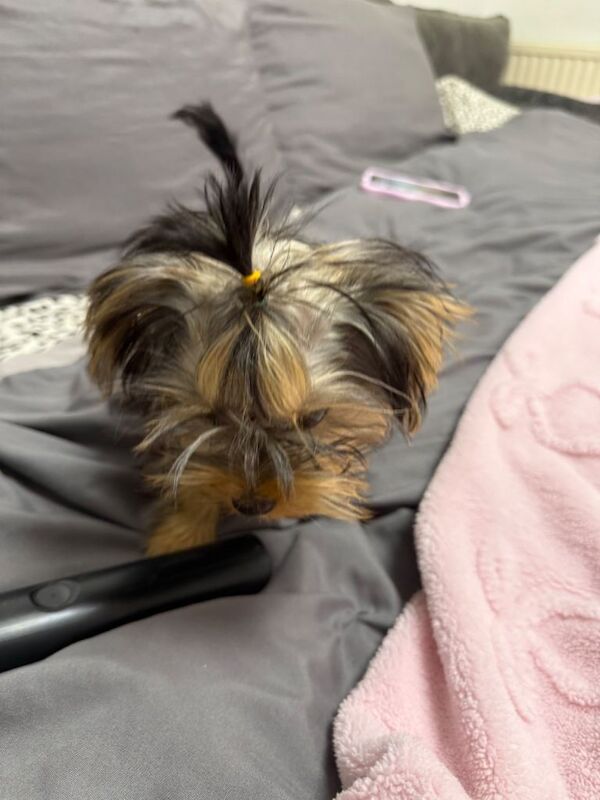 Yorkshire Terrier mini - Image 3 of 3