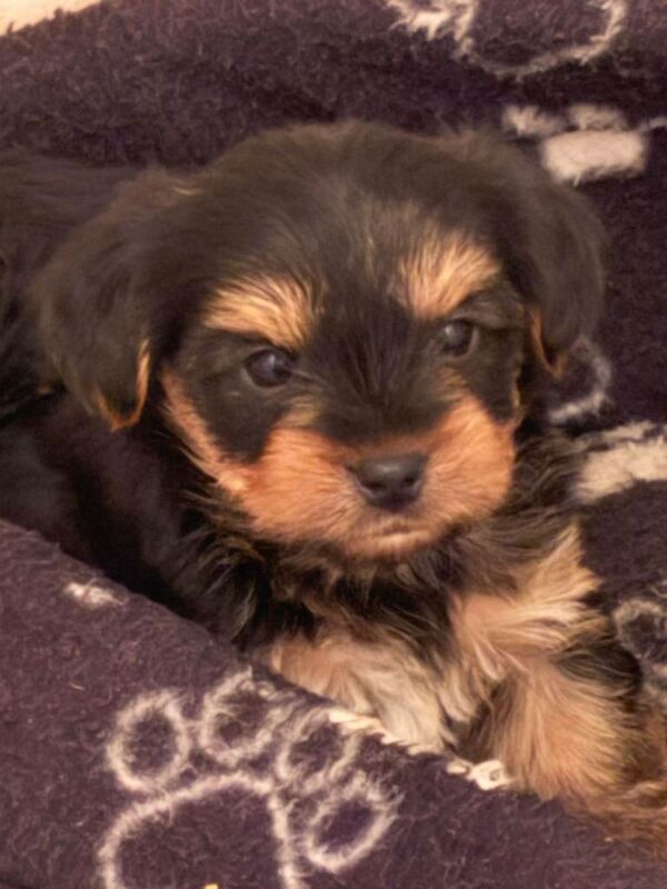 Yorkshire Terrier puppies for sale in Downpatrick, County Down – 6 weeks old