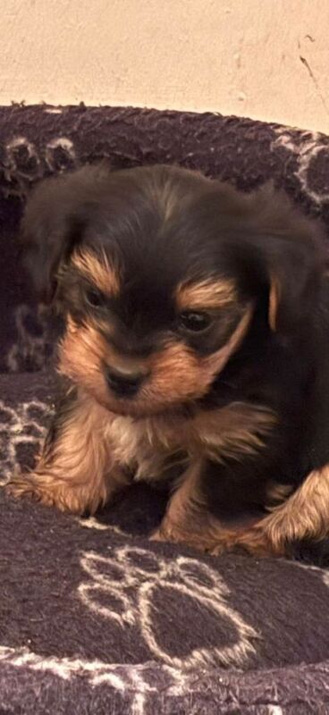 Yorkshire Terrier puppies for sale in Downpatrick, County Down – 6 weeks old - Image 2 of 5