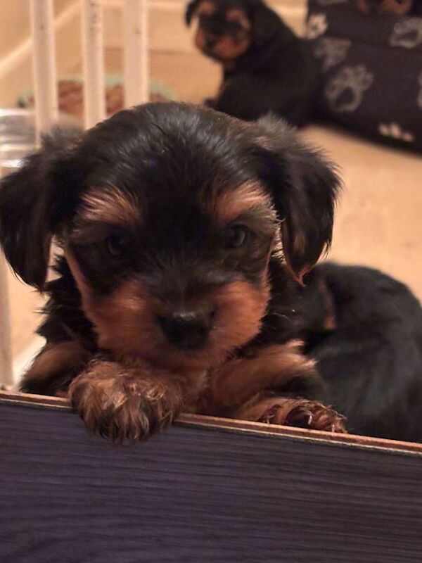 Yorkshire Terrier puppies for sale in Downpatrick, County Down – 6 weeks old - Image 3 of 5