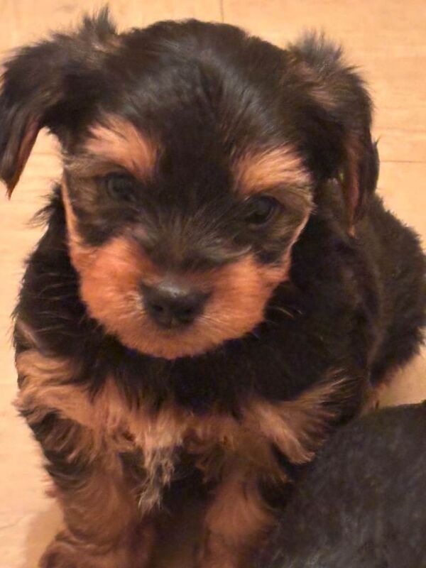 Yorkshire Terrier puppies for sale in Downpatrick, County Down – 6 weeks old - Image 4 of 5