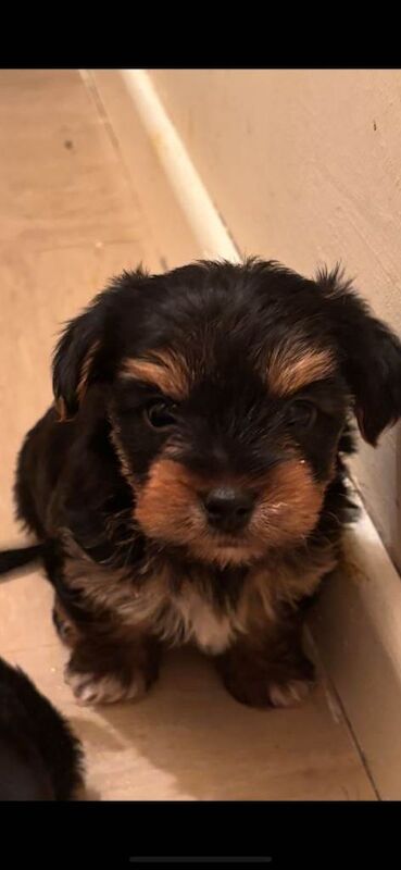 Yorkshire Terrier puppies for sale in Downpatrick, County Down – 6 weeks old - Image 5 of 5