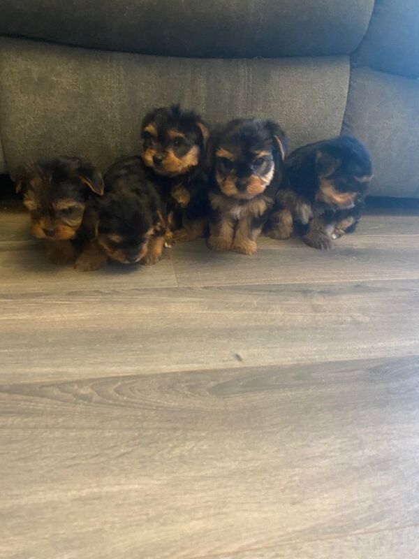 Yorkshire Terrier puppies for sale in Downpatrick, County Down – 5 weeks old