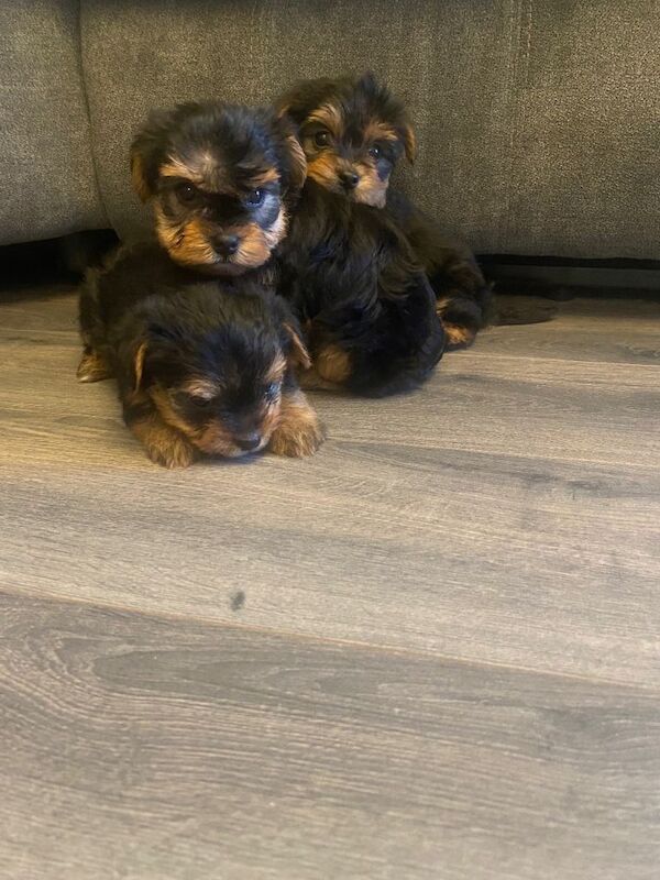 Yorkshire Terrier puppies for sale in Downpatrick, County Down – 4 months old - Image 2 of 4