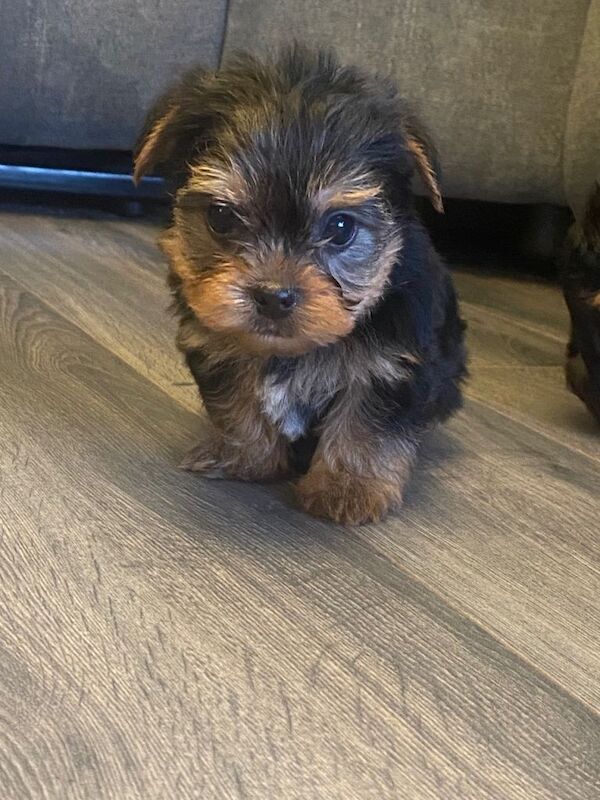 Yorkshire Terrier puppies for sale in Downpatrick, County Down – 4 months old - Image 3 of 4