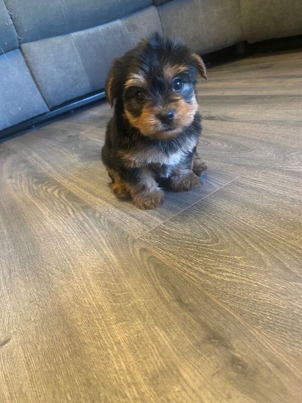 Yorkshire Terrier puppies for sale in Downpatrick, County Down – 4 months old - Image 4 of 4