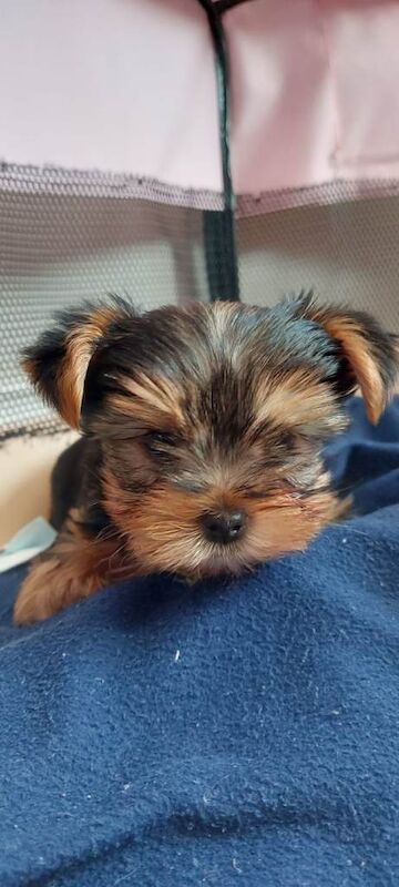 Yorkie Puppies For Sale