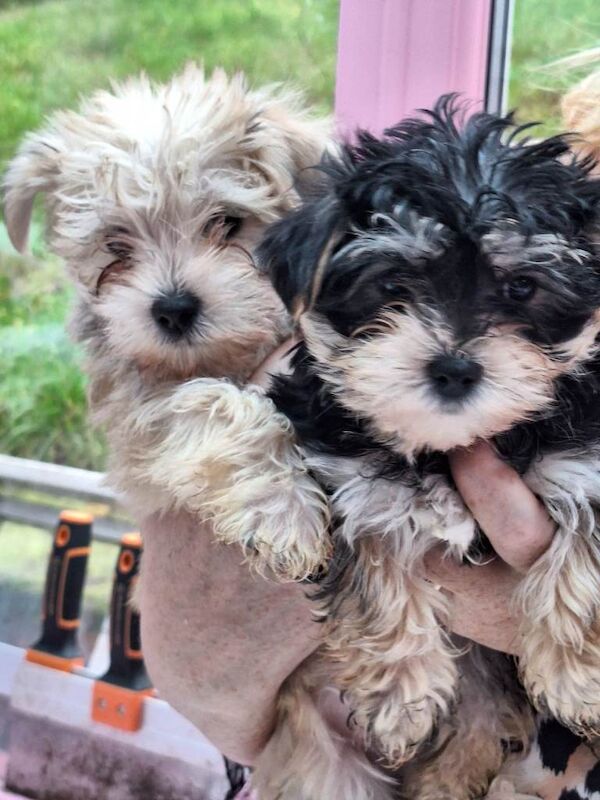 Yorkshire Terrier puppies for sale in Chadderton, Manchester – 9 weeks old