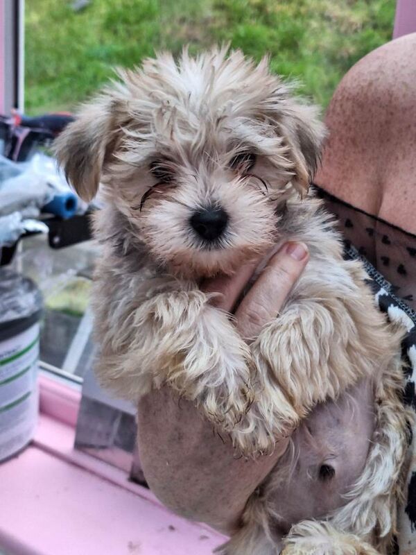 Yorkshire Terrier puppies for sale in Chadderton, Manchester – 9 weeks old - Image 2 of 4