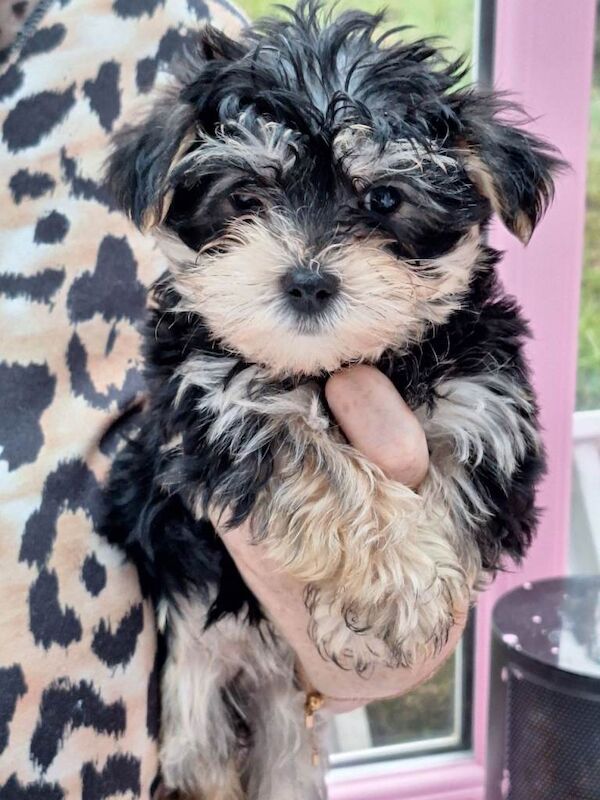 Yorkshire Terrier puppies for sale in Chadderton, Manchester – 9 weeks old - Image 3 of 4