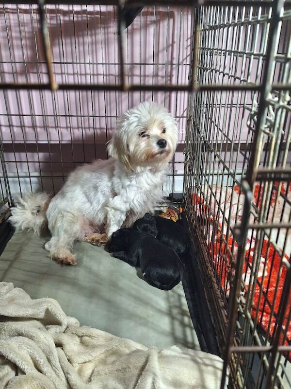 Yorkshire Terrier puppies for sale in Chadderton, Manchester – 9 weeks old - Image 4 of 4