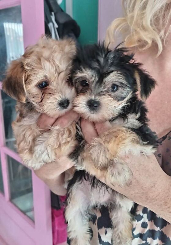 Yorkshire Terrier / Morkies available. - Image 2 of 5