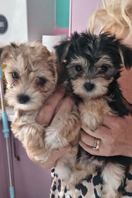 Yorkshire Terrier / Morkies available. - Image 3 of 5
