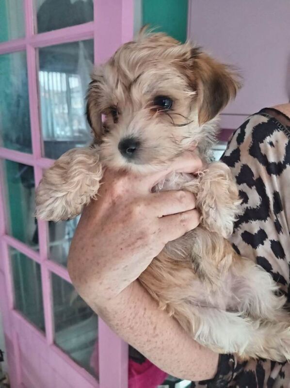 Yorkshire Terrier / Morkies available. - Image 4 of 5