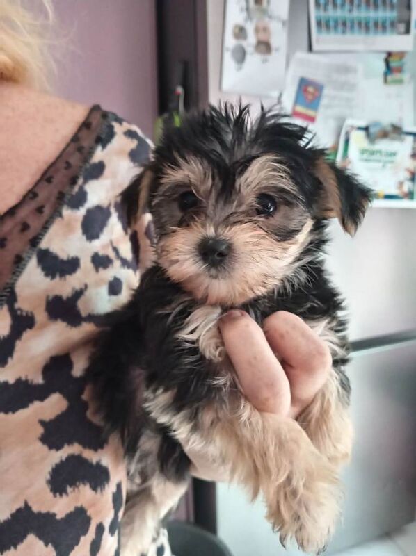 Yorkshire Terrier / Morkies available. - Image 5 of 5