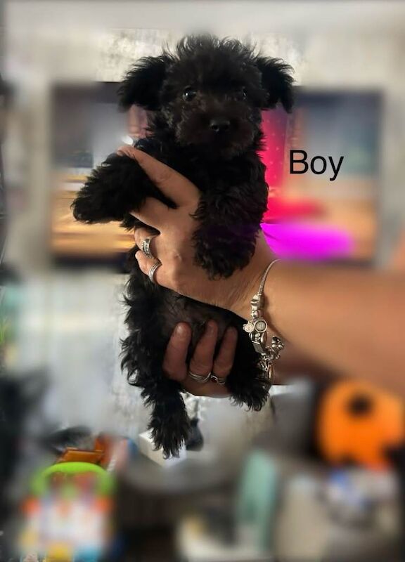 Yorkshire terrier Pappys for sale. - Image 2 of 4