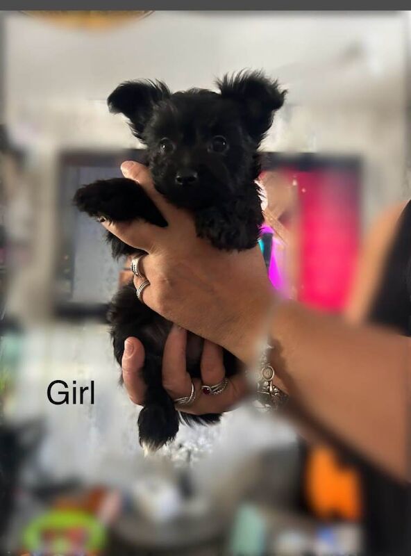 Yorkshire terrier Pappys for sale. - Image 3 of 4