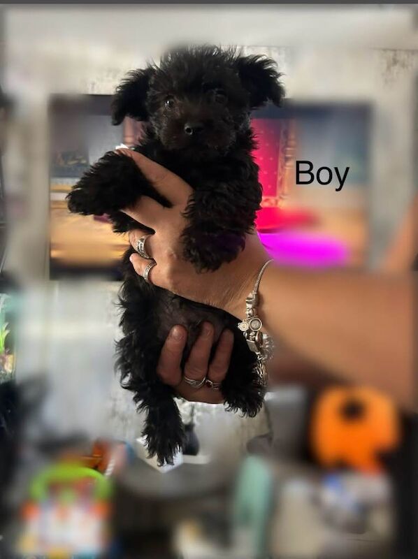 Yorkshire terrier Pappys for sale. - Image 4 of 4