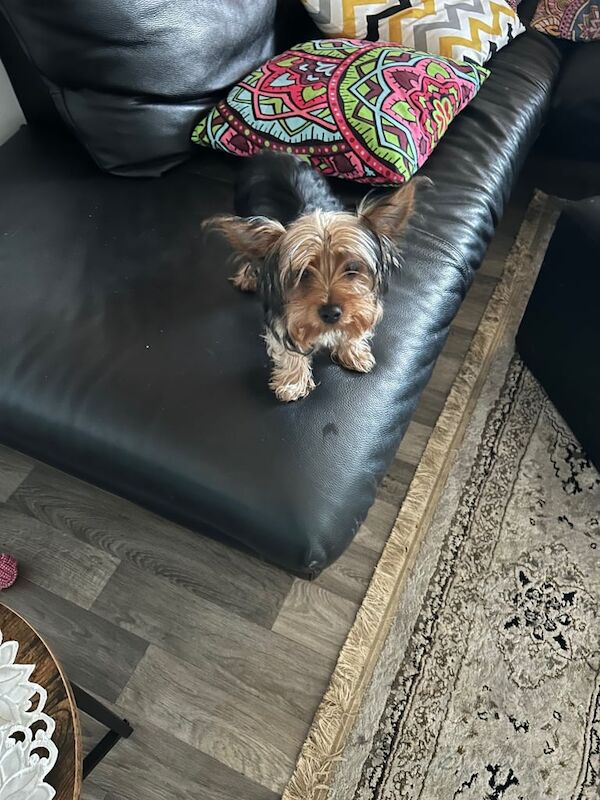 Yorkshire Terrier puppies for sale in Harrow, Greater London – 5 months old