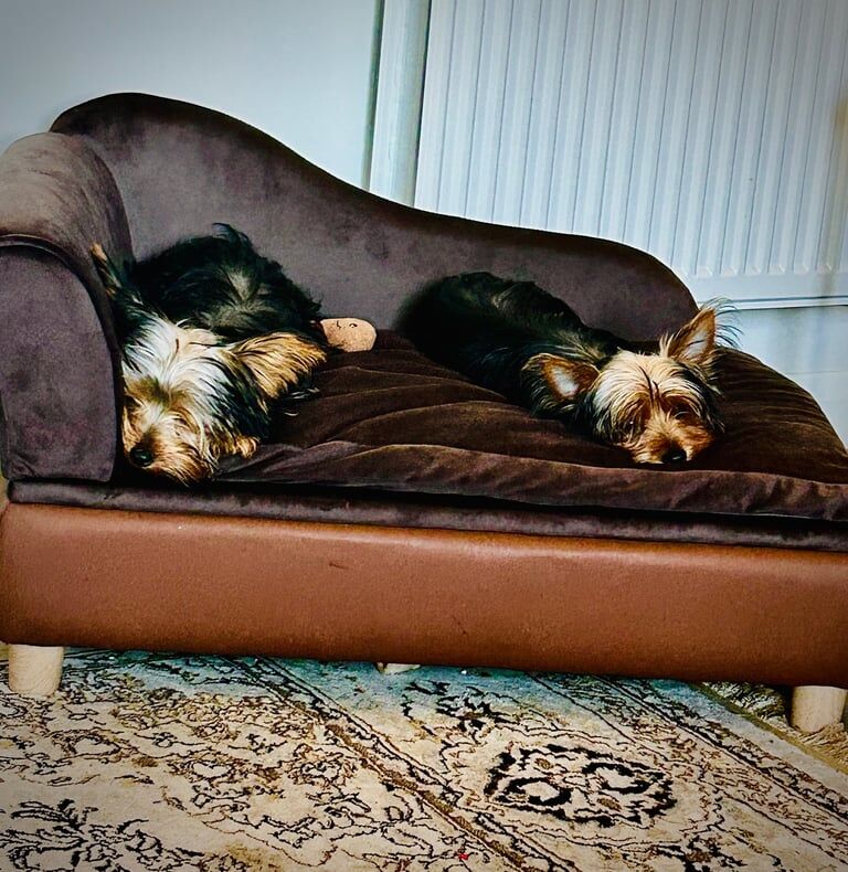 Yorkshire Terrier puppies for sale in Harrow, Greater London – 5 months old - Image 3 of 3