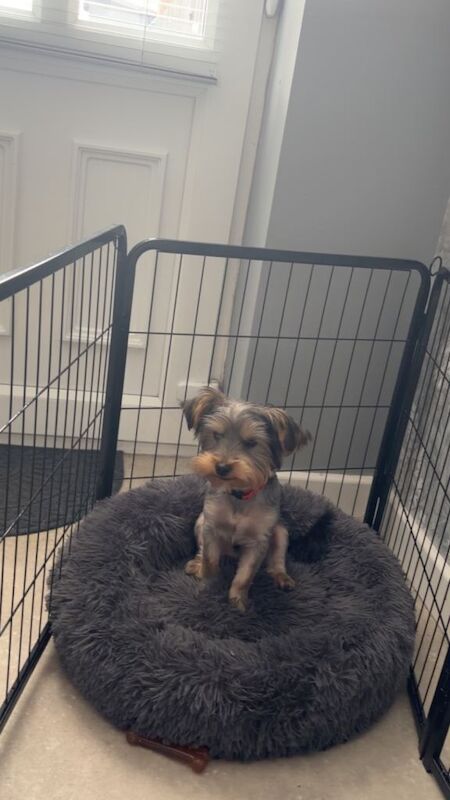 Yorkshire Terrier Puppies For Sale Under £1,000