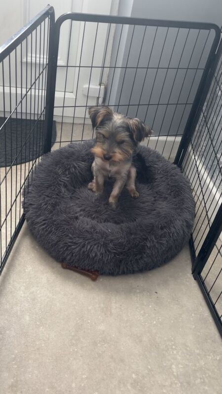 Yorkshire terrier pup - Image 2 of 4