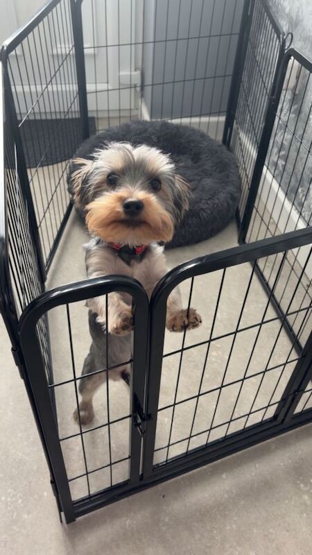 Yorkshire terrier pup - Image 3 of 4