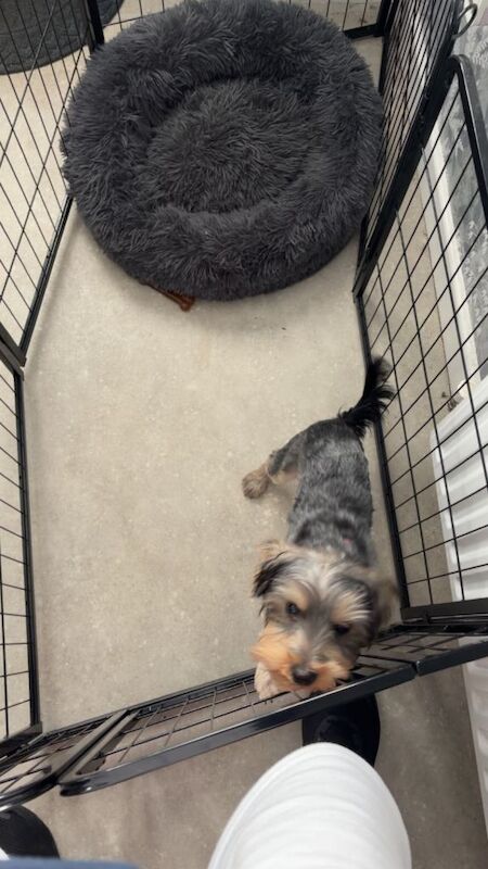 Yorkshire terrier pup - Image 4 of 4