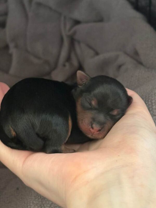 Kennel Club Registered Yorkshire Terrier Puppies For Sale