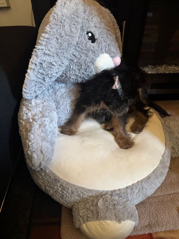 Yorkshire terrier pup - Image 2 of 5