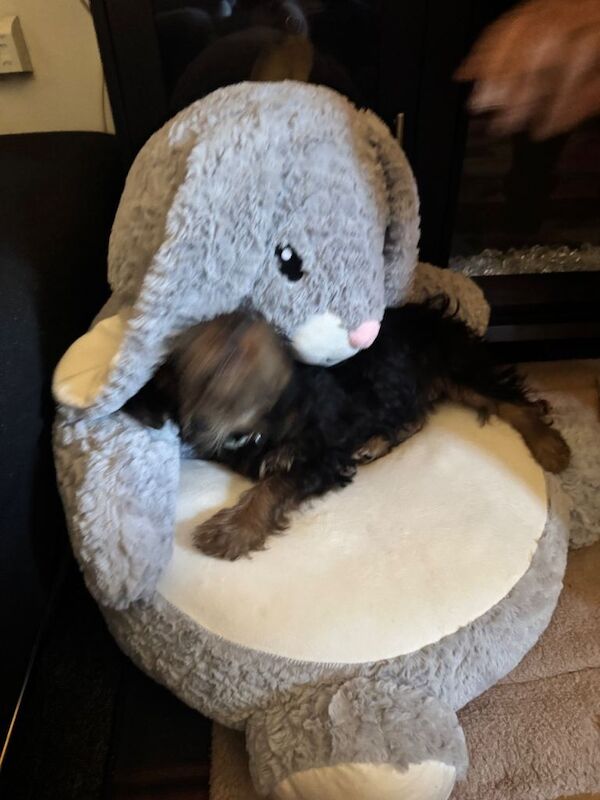 Yorkshire terrier pup - Image 3 of 5