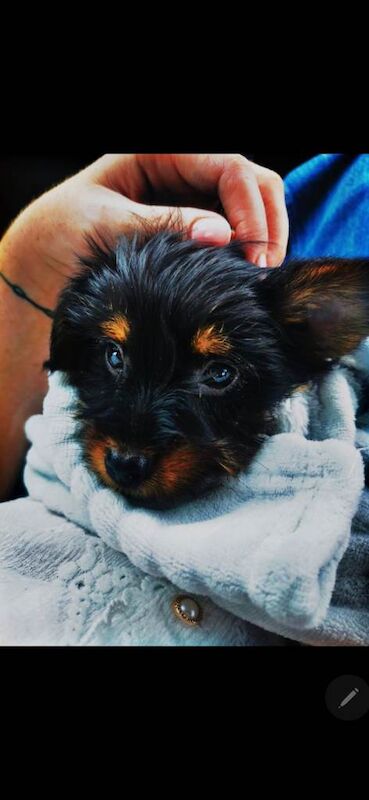 Kennel Club Registered Yorkshire Terrier Puppies For Sale