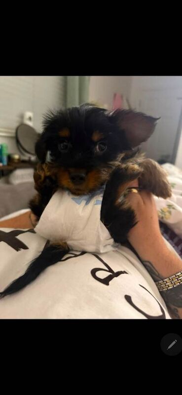 Yorkshire terrier pup - Image 2 of 3
