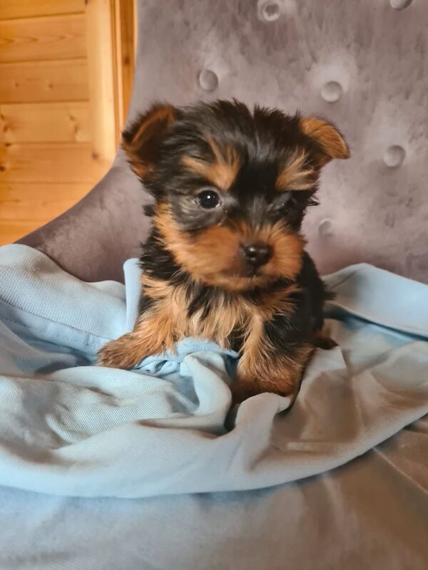 Yorkshire terrier pup for sale in Coalisland, County Tyrone