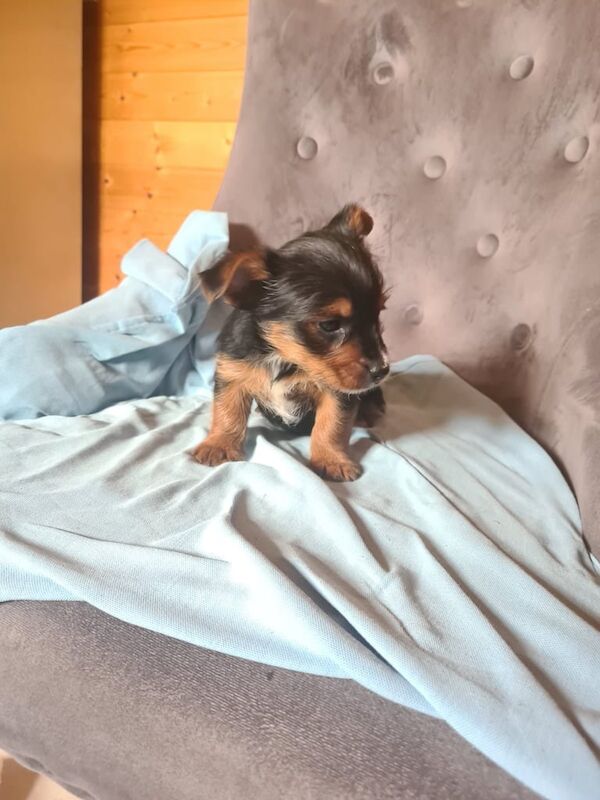 Yorkshire terrier pup for sale in Coalisland, County Tyrone | Image 2