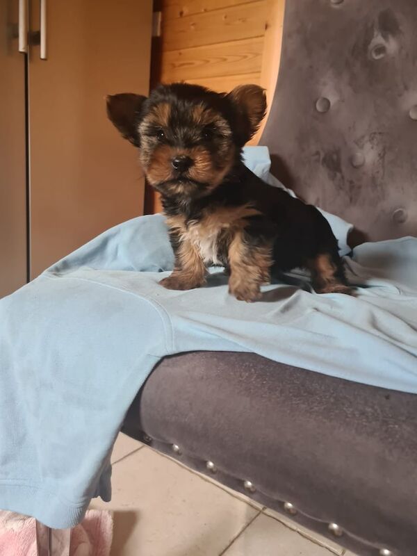 Yorkshire terrier pup for sale in Coalisland, County Tyrone | Image 3