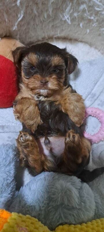 Yorkie Puppies For Sale