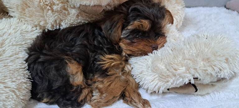 Yorkshire Terrier puppie mini Reserved Untill Sunday - Image 2 of 4