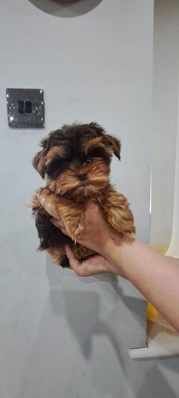 Yorkshire Terrier puppie mini Reserved Untill Sunday - Image 3 of 4