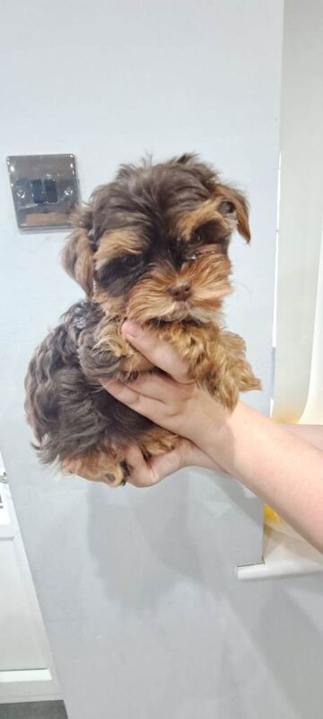 Yorkshire Terrier puppie mini Reserved Untill Sunday - Image 4 of 4