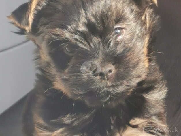 Yorkshire Terrier Puppie, one girl. for sale in West Bromwich, West Midlands