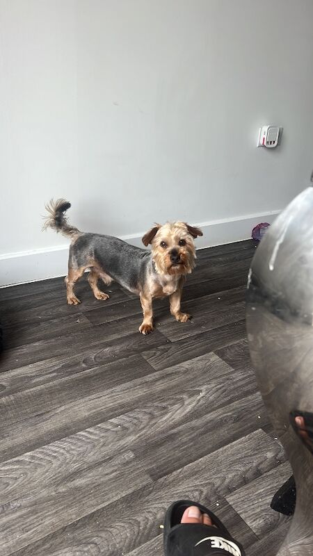 Yorkshire Terrier puppies for sale in Colchester, Essex – a few seconds old
