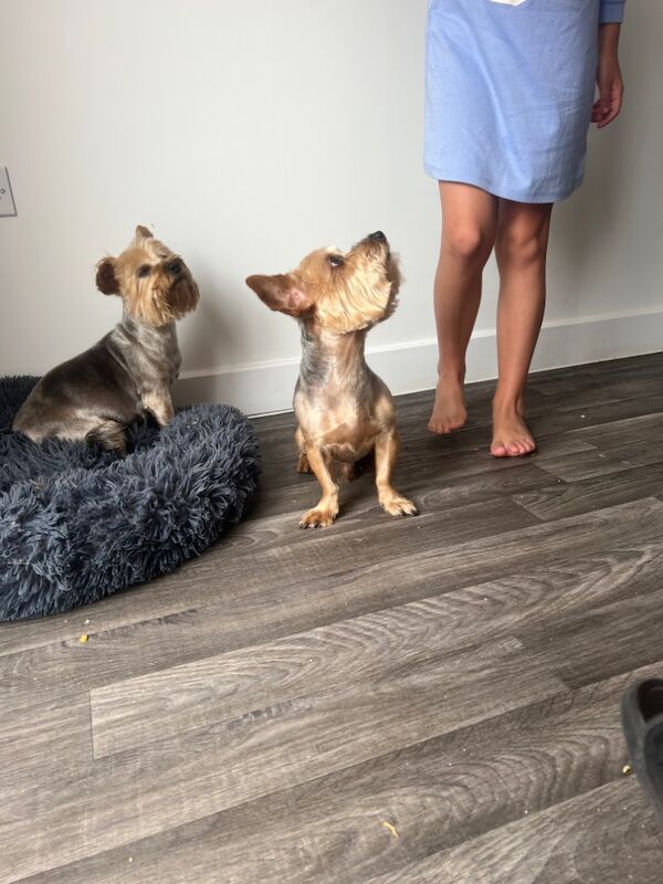 Yorkshire Terrier puppies for sale in Colchester, Essex – a few seconds old - Image 2 of 13