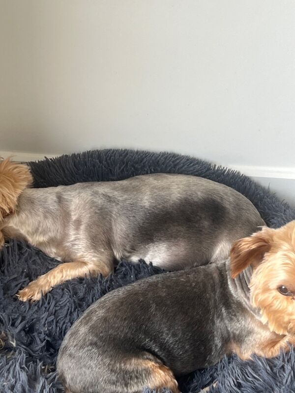 Yorkshire Terrier puppies for sale in Colchester, Essex – a few seconds old - Image 3 of 13
