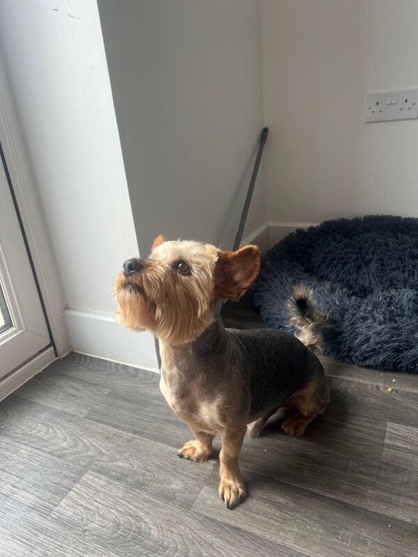 Yorkshire Terrier puppies for sale in Colchester, Essex – a few seconds old - Image 7 of 13