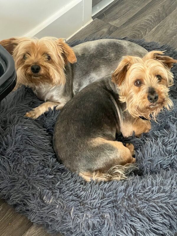 Yorkshire Terrier puppies for sale in Colchester, Essex – a few seconds old - Image 9 of 13