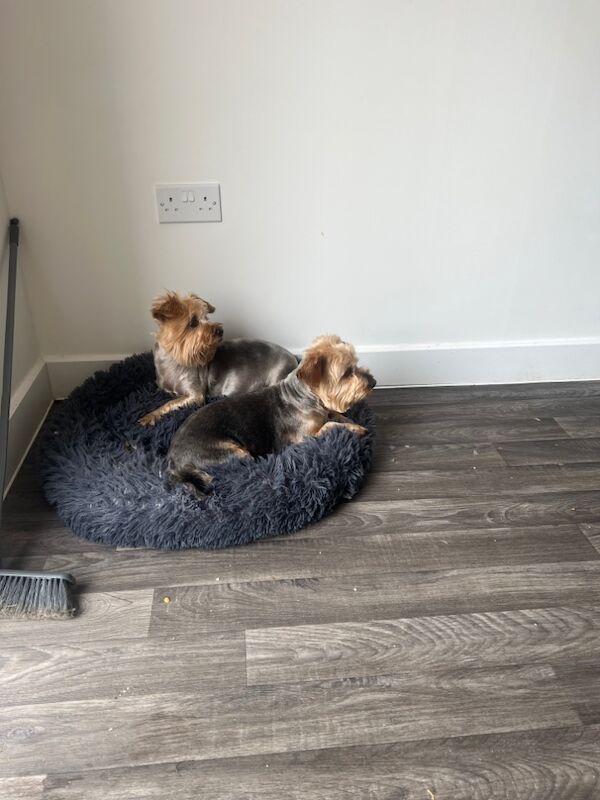 Yorkshire Terrier puppies for sale in Colchester, Essex – a few seconds old - Image 11 of 13