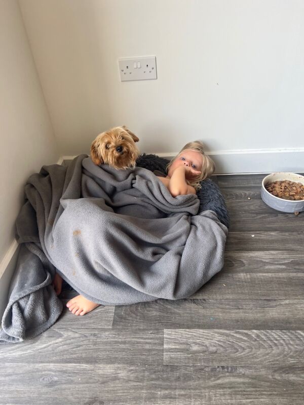 Yorkshire Terrier puppies for sale in Colchester, Essex – a few seconds old - Image 13 of 13